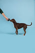 Barkbox Super Chewer Tough Dog Chew Toys for Aggressive Chewers, Treat Dispensing (Origin - Large)