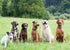 Replacement ¾” Collar Strap Bands - Double Buckle Loop for All Brands of Pet Shock Bark Collars and Fences