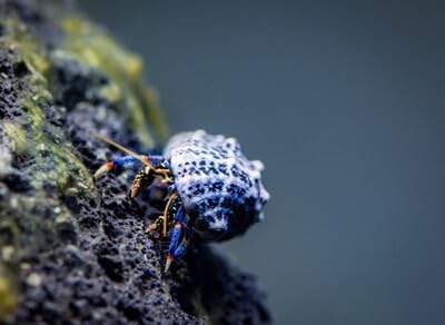 6 Pack Live Blue Legged Hermit Crabs (Clibanarius Tricolor) - Saltwater Reef Aquarium (Cuc)