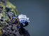 6 Pack Live Blue Legged Hermit Crabs (Clibanarius Tricolor) - Saltwater Reef Aquarium (Cuc)