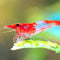 Red Rili Shrimp - 8 pack - live beautiful freshwater Aquarium Shrimp