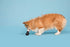 Barkbox Super Chewer Tough Dog Chew Toys for Aggressive Chewers, Treat Dispensing (Origin - Small)