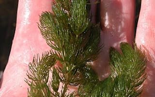 3X Marcus Fish Tanks Oxygenating Hornwort Coontail Ceratophyllum Demersum