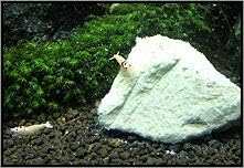 200g Shirakura Mineral Stone For Shrimps Invertebrates
