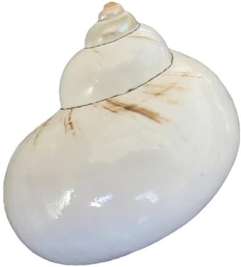 UHRLGHS 3-6cm 2pc Conch Shell Hermit Crab Replacement Shell Home Decoration Ornaments Fish Tank Aquarium Landscaping