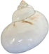 UHRLGHS 3-6cm 2pc Conch Shell Hermit Crab Replacement Shell Home Decoration Ornaments Fish Tank Aquarium Landscaping