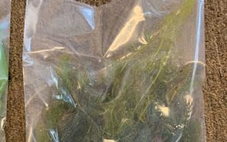 3X Marcus Fish Tanks Oxygenating Hornwort Coontail Ceratophyllum Demersum
