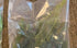 3X Marcus Fish Tanks Oxygenating Hornwort Coontail Ceratophyllum Demersum
