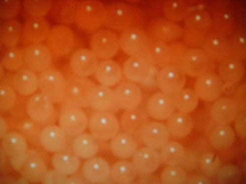 AQUACULTURE NURSERY FARMS (8oz) Decapsulated Brine Shrimp Eggs Concentrate