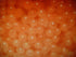 AQUACULTURE NURSERY FARMS (8oz) Decapsulated Brine Shrimp Eggs Concentrate