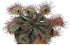 Drosera Living Plant - Ideal for Acid-Bog Terrariums