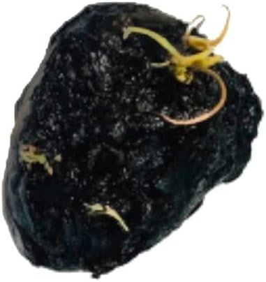 2 1 Marcus Fish Tanks - Tiger Lotus Lily Nymphaea Lotus - Live Aquarium Plants - Freshwater Aquatic Plant Buy Get