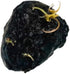 2 1 Marcus Fish Tanks - Tiger Lotus Lily Nymphaea Lotus - Live Aquarium Plants - Freshwater Aquatic Plant Buy Get
