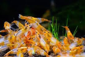 White River Bee Supply (2 oz) Shrimp Snowflakes