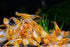 White River Bee Supply (2 oz) Shrimp Snowflakes