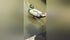 GUGULUZA Duck Decoy Motor with Clip for Universal Waterfowl Decoys, Hunting Decoy Motors