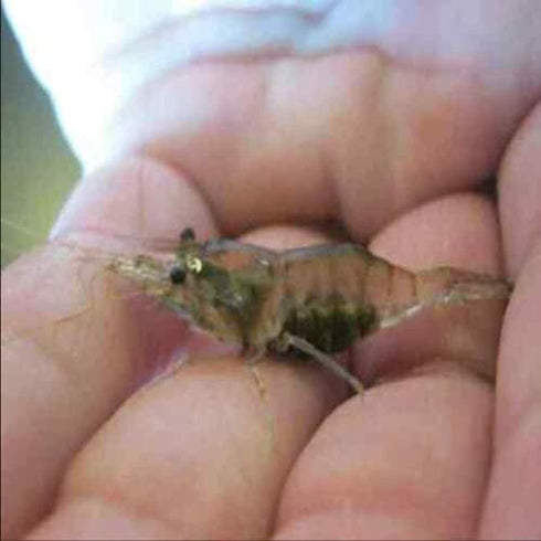 resajae5 6+ Live Ghost Shrimp; Freshwater