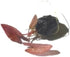 3X Marcus Fish Tanks - Tiger Lotus Lily Nymphaea Lotus - Live Aquarium Plants - Freshwater Aquatic Plant