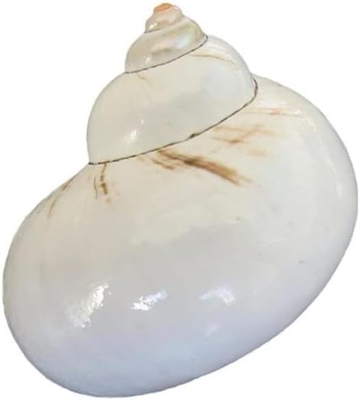 UHRLGHS 3-6cm Conch Shell Hermit Crab Replacement Shell Home Decoration Ornaments Fish Tank