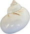 UHRLGHS 3-6cm Conch Shell Hermit Crab Replacement Shell Home Decoration Ornaments Fish Tank