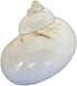 UHRLGHS 3-6cm Conch Shell Hermit Crab Replacement Shell Home Decoration Ornaments Fish Tank