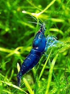 Swimming Creatures 20 Blue Dream Premium High-Grade Neocaridina Freshwater Aquarium Shrimp Live