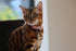 Beau's Bells 2 Extra Loud Pet Tracker Dog & Cat Bells | Handmade Copper | Save Birds & Wildlife (Small)