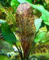 2 1 Marcus Fish Tanks Echinodorus Red Flame Sword Live Aquarium Plants Buy Get