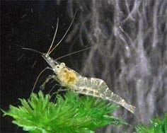 Beauty Yi 10 Adult Ghost Shrimp (Palaemonetes paludosus aka Grass Shrimp, Glass Shrimp, Freshwater River Shrimp) Great