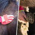 10PCS Set, Set Horse Cleaning Tool Horse Grooming Care Kit Horse Brush with Hoof Pick Sweat Scraper Assorted Hair