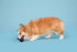 Barkbox Super Chewer Tough Dog Chew Toys for Aggressive Chewers, Treat Dispensing (Origin - Small)