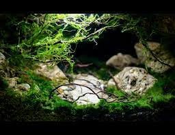 Natural Red Moor Driftwood Mix for Aquarium Decorations, 150 g Moss Ball for Terrarium Fairy Garden Freshwater Planted