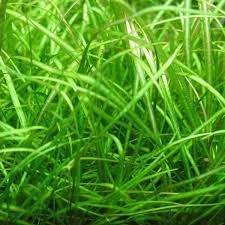 3-5 Assorted Mixed Live Aquarium Plants Bundle Easy-Care Stem Plants Ideal for Freshwater Tanks, Natural Aquascaping