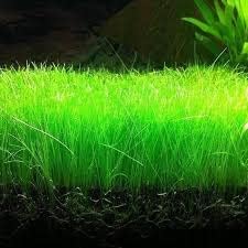2 1 Dwarf Hairgrass Eleocharis Parvula Live Aquarium Plants Carpeting Plant for Aquatic Freshwater Fish Tank Buy GET