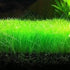 2 1 Dwarf Hairgrass Eleocharis Parvula Live Aquarium Plants Carpeting Plant for Aquatic Freshwater Fish Tank Buy GET