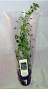 Live Moneywort Plant (Bacopa Monnieri) in Pot for Aquariums
