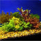 Assorted Mixed Live Aquarium Plants Bundle 3-5 Easy-Care Stem Plants Ideal for