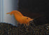 (1/3"-1/2") (6) Imperial Tropicals Orange Shrimp - Live Arrival Guaranteed! - Neocaridina Shrimp USA Born and BRED