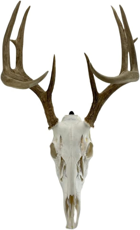 Skull Mount Hanger for Hanging Deer, Mule, Antelope, Coyote, and Small Game Animals (1)
