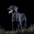 Reflective Genuine Leather Dog Collar, Stellar Series, Soft Padding, Handmade, Safe for Night Walking, XL (Fit Neck