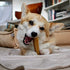 Natural Himalayan Yak Cheese Dog Chews - Long Lasting Treats for All Dog Sizes, Ideal for Aggressive Chewers, Medium, 2