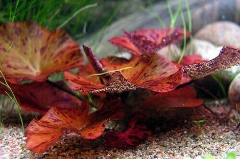 Live Aquarium Plants - Red Flame Sword, Alternanthera Reineckii & Red Tiger Lotus Bundle - Easy Freshwater Plants