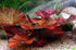Live Aquarium Plants - Red Flame Sword, Alternanthera Reineckii & Red Tiger Lotus Bundle - Easy Freshwater Plants
