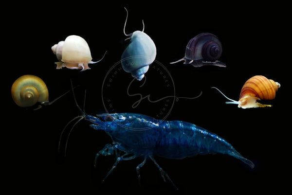 Swimming Creatures Neocaridina Shrimps with Assorted Mystery Snails, Freshwater Aquarium, Live (10