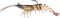 Z-Man PrawnstarZ Soft Plastic Shrimp