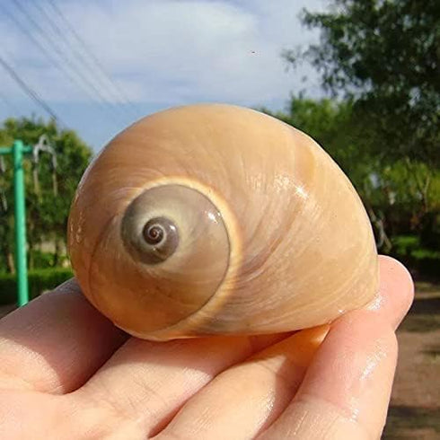 Hermit Crab Shells Turbo Shells, 12+ pcs Assorted Handpicked Turbo Shells for Hermit Crab House