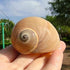 Hermit Crab Shells Turbo Shells, 12+ pcs Assorted Handpicked Turbo Shells for Hermit Crab House