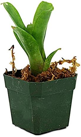 Chiquita Linda Neoregelia Bromeliad - Live Plant