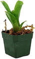 Chiquita Linda Neoregelia Bromeliad - Live Plant