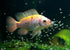 Aquatic Foods Inc. 90% USA8oz Brine Shrimp Artemia Eggs, Premium Grade Hatch Rate from The Great Salt Lake, Utah, Med